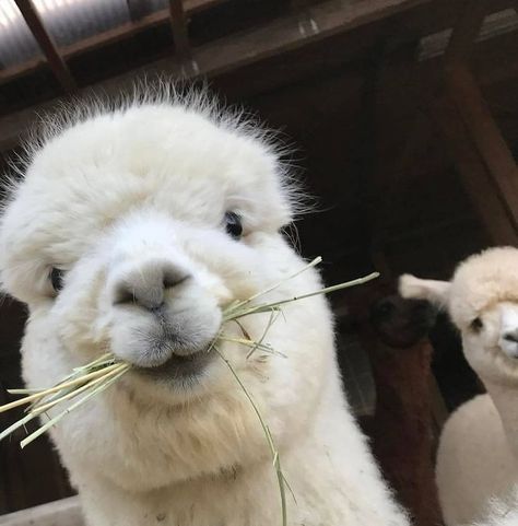 Animal Pics Funny, Alpacas Cute, Cute Animal Pics, Sketches Animals, Alpaca Pictures, Cute Animal Character, Alpaca Stuffed Animal, Cute Alpaca, Animal Character