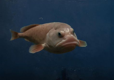 Blob fish Deep Sea Life, Ugly Animals, Marine Pollution, Deep Sea Creatures, Marine Ecosystem, Animal Hide, Underwater Creatures, Types Of Fish, Unusual Animals