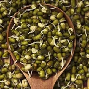 1000 Mung Bean seeds Sprout Green Gram, Maash, Moong, Monggo, or munggo Seeds Green Gram, Bean Seeds, Hygge Decor, Mung Bean, Vintage Interior, Gourmet Food, Fresh Vegetables, International Recipes, Candy Recipes