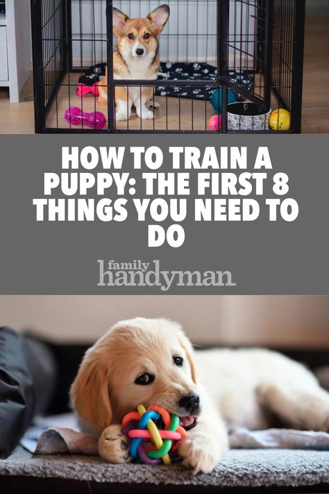 How to Train a Puppy: The First 8 Things You Need to Do Puppy Cuddles, Train A Puppy, Puppy Tips, Puppy Time, Easiest Dogs To Train, Training Puppy, Cairn Terriers, Dog German, Puppy Training Tips