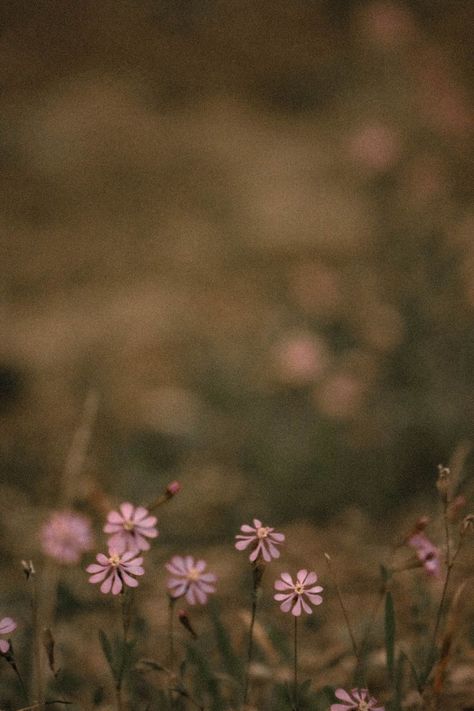 Field With Flowers, Vintage Phone Wallpaper, Rule Of Thirds Photography, Ancient Aesthetic, Photo Album Display, Healing Images, Healing Aesthetic, Farmers Market Display, Arts Wallpapers