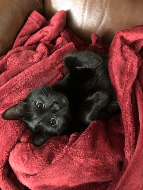 Bombay Cat Cute, Black Cat Red Aesthetic, Bombay Kitten, Bombay Black Cat, Black Cat Mom Aesthetic, Bombay Cat Kittens, Black Cat Playing, Black Bombay Cat, Cat In Blanket