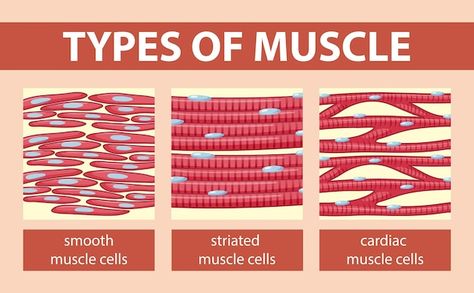 Types of muscle cell diagram | Premium Vector #Freepik #vector #physiology #human-anatomy #muscle-anatomy #anatomy Muscle Cell, Cardiac Muscle Cell, Muscle Diagram, Cell Diagram, Types Of Muscles, Muscle Anatomy, Muscle Strain, Muscle Tissue, Game Character Design