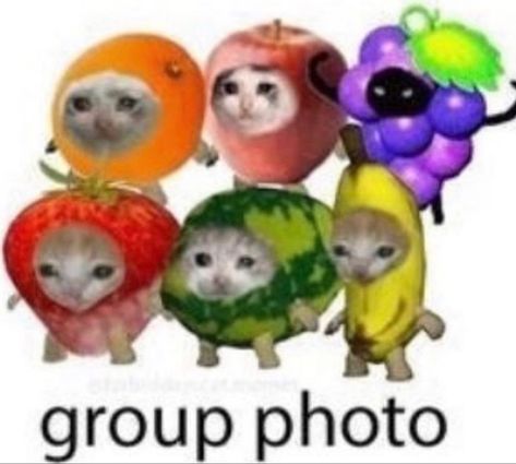 Group Photo, Fun Games, Fruit, Memes, Funny, Animals