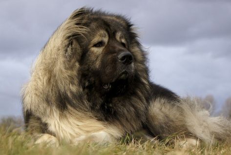 Caucasian Mountain Shepherd Russian Dog Breeds, Russian Bear Dog, Russian Dogs, Caucasian Ovcharka, Estrela Mountain Dog, Russian Bear, Caucasian Shepherd Dog, Caucasian Shepherd, Giant Dog Breeds