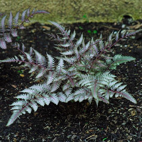 Athyrium Niponicum, Shady Plants, Pink Dogwood Tree, Painted Fern, Fern Gully, Japanese Painted Fern, Pond Garden, Ferns Garden, Shade Gardens