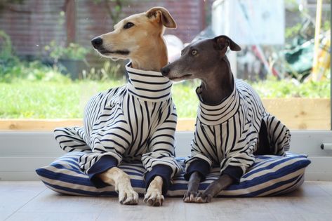 The Trendy Whippet | Coats Collars & Jumpers | Iggy Greyhound Lurcher Dog Balm, Greyhound Art, Onesie Pajamas, Dog Pajamas, Small Puppies, Italian Greyhound, Whippet, Navy Stripes, Greyhound