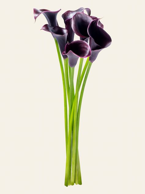 Calla Flower, Purple Calla Lily, Purple Calla Lilies, Calla Lily Flower, Calla Lilies, Lily Flower, Calla Lily, Banners, Lily