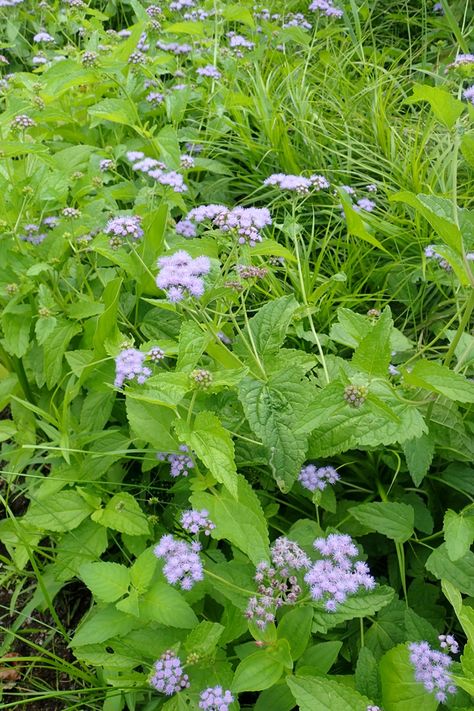 Conoclinium coelestinum (Ageratum, Blue Boneset, Blue Mistflower, Blue Mist Flower, Hardy Ageratum, Mistflower, Wild Ageratum) | North Carolina Extension Gardener Plant Toolbox Blue Mistflower, Mist Flower, Native Plant Gardening, Perennial Border, Plant Problems, Pollinator Garden, Wildflower Garden, Herbaceous Perennials, Tall Plants