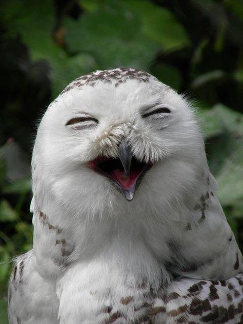 Smiling owl Bird Pics, Fluffy Things, Happy Owl, Owl Pictures, Beautiful Owl, Owl Bird, Snowy Owl, Pretty Birds, Cute Owl