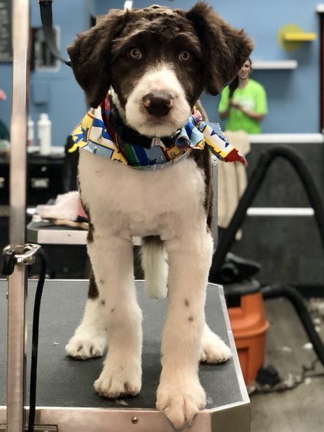 Bordoodle with teddy bear haircut, 4 mos Borderdoodle Haircuts, Bordoodle Haircut, Bordoodle Grooming, Teddy Bear Haircut, Mobile Spa, Puppy Grooming, Girls Short Haircuts, Bengal Kitten, Dog Cuts