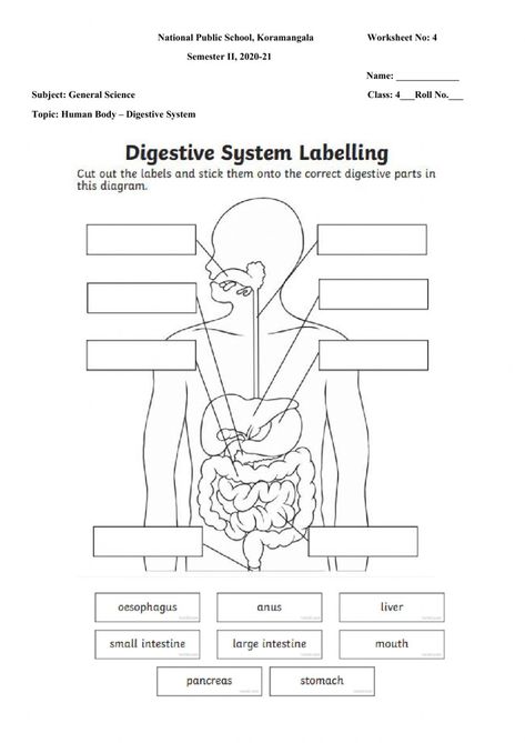 Digestive System 3rd Grade, Digestion Worksheet, Digestive System Worksheet For Grade 4, Digestive System Grade 5, Digestive System Activities High School, Digestive System Coloring Page, Physical Science Worksheets, Digestive System Diagram Project, External Organs Worksheet