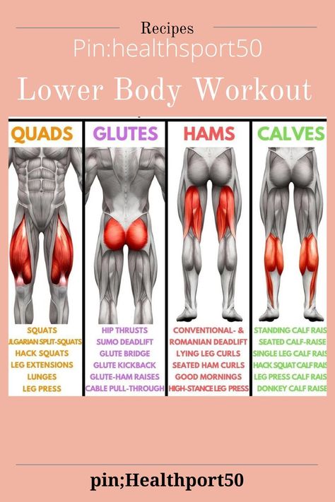 Lower Body Muscles Anatomy, Which Exercises Work Which Muscles, Glute Day Exercises, Leg Day Muscle Groups, Leg Muscle Strengthening Exercises, Body Group Workout Plan, Different Leg Muscles, Dumbell Leg Exercises, Exercise To Build Leg Muscle