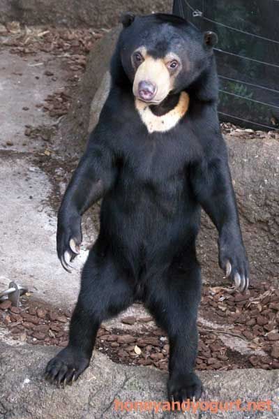 Sun bears look like ppl in bear costumes doing a really bad job at being a bear Malayan Sun Bear, Bear Species, Sun Bear, Bad Job, Bear Costume, Bear Photos, Funny Bears, Bear Pictures, Love Bear