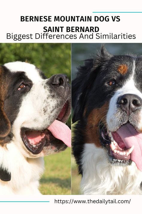 Bernese Mountain Dog vs Saint Bernard – Biggest Differences And Similarities St Bernard Dogs, Bernard Dog, Mountain Dog, Bernese Mountain, Bernese Mountain Dog, Mountain Dogs, Saint Bernard, Dog Behavior, Dog Breeds