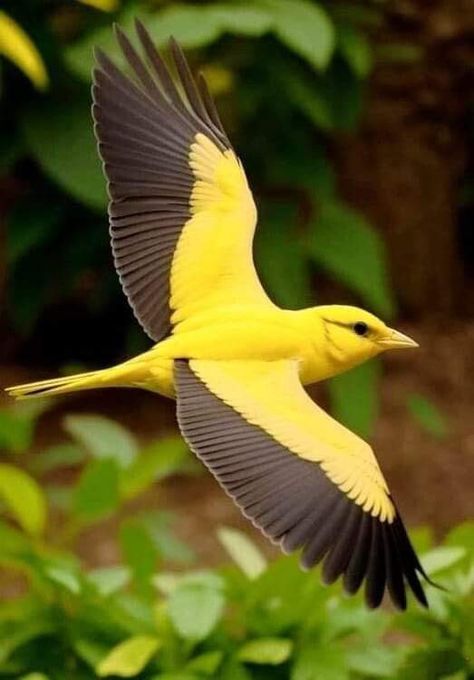 Golden Oriole, Birds In The Sky, World Birds, Most Beautiful Birds, Rare Birds, Airbrush Art, Pretty Animals, Photo Of The Day, Cute Wild Animals