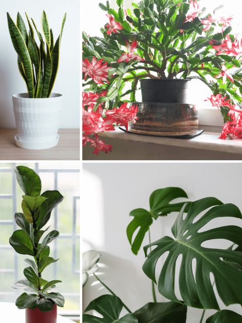 Indoor Plants For Cold Rooms, Plants For Cold Rooms, Indoor Plants Low Light, Houseplants Low Light, Container Planting, Indoor Flowering Plants, Air Handler, Aloe Gel, Palm Plant