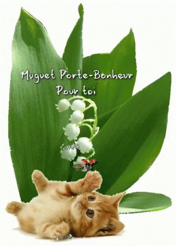 Muguet Chat GIF - Muguet Chat Plant - Discover & Share GIFs 1 Er Mai Muguet, Diy Gnome Garden, Long Garden Ideas, Gnome Garden Ideas, Long Garden, Arreglos Ikebana, 1 Mai, Diy Gnome, 1. Mai