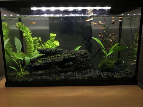 Fish Tank 20 Gallon, 10 Gallon Goldfish Tank, Fish Tank 10 Gallon Ideas, 10 Gallon Planted Betta Tank, 10 Gallon Fish Tank Aquascape, Planted 10 Gallon Aquarium, 10 Gallon Aquascape Ideas, 10 Gallon Betta Tank Ideas, 10 Gallon Aquarium Ideas