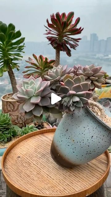 Succulents on Instagram: "Repot my succulents 🪴 👉 My Youtube channel: Succulent Garden  #多肉植物 #succulents #succulentlove #多肉#succulentlover #succulentaddict #succulent #succulentobsession #succulentlife #succulentcity #succulentobsessed #succulentcollection #succulover #succulove #succulentaddiction #senda #vuonsenda #reels" Small Cactus Garden Outdoor, Beautiful Garden Ideas, Colorful Flower Beds, Home Garden Ideas, Backyard Garden Diy, Small Cactus, Garden Parasols, Cozy Outdoor, Plant Ideas