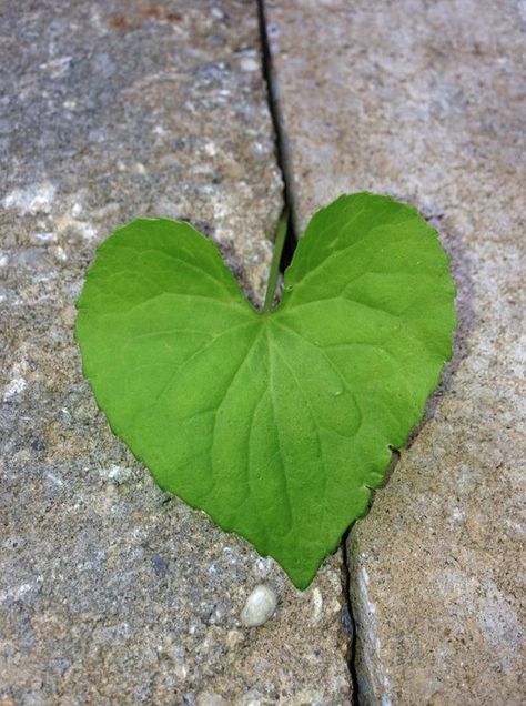 heart leaf Heart Leaf Tattoo, Heart Shaped Leaves Tattoo, Heart Leaf, Heart Shaped Leaf, Heart Shape Leaf, Tree With Heart Leaves, Heart Leaf Confetti, Heart Shaped Leaf Plant, Heart Shaped Nature Image