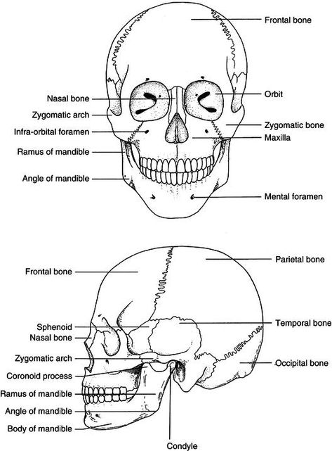 9 Head and Neck Anatomy and Physiology | Pocket Dentistry Head And Neck Anatomy Notes, Head Diagram, Head And Neck Anatomy, Bones Of The Head, Anatomy Head, Neck Anatomy, Dental Assistant Study, Neck Drawing, Dental Assisting