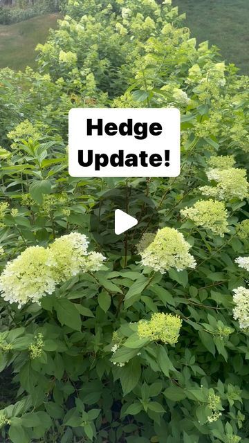 All the Gardening Things on Instagram: "2 hedges - Limelight and Little Quick Fire!!!!  #garden #gardening #hydrangea #hydrangeas #hydrangeaheaven #hydrangealove #hydrangeasofinstagram #gardenlove #gardendesign" Hydrangea Privacy Hedge, Hydrangea Hedge Front Yards, Limelight Hydrangea Hedge, Little Limelight Hydrangea, Limelight Hydrangea Landscaping, Firelight Hydrangea, Hydrangea Hedge, Hydrangea Limelight, Hedges Landscaping