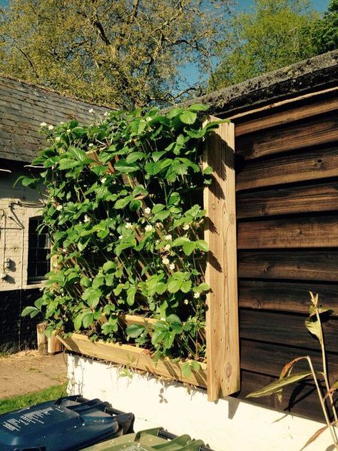 Strawberry Wall Planter Ideas, Strawberry Wall Planter, Vertical Strawberry Garden, Strawberry Garden Ideas, Vertical Strawberry Planter, Vertikal Garden, Vertical Garden Ideas, Outdoor Pallet Projects, Pallet Projects Garden