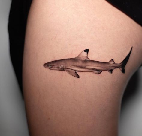 Dugong Tattoo, Black Tip Reef Shark, Ghost Shark, Blacktip Reef Shark, Black Tip Shark, Archangel Tattoo, Shark Tattoo, Reef Shark, Shark Tattoos