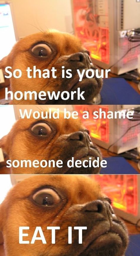 Evil Dog Beagle Funny, Dog Shaming, Have A Laugh, Funny Animal Memes, Bones Funny, Funny Posts, Funny Cute, Funny Photos, Homework