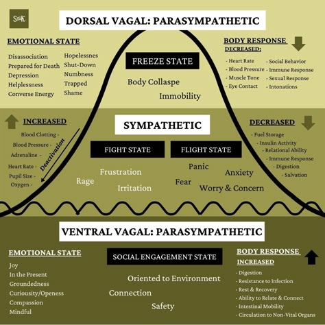 Dorsal Vagal, Dysregulated Nervous System, Nervous System Anatomy, Sympathetic Nervous System, Nervus Vagus, Polyvagal Theory, Parasympathetic Nervous System, Counseling Psychology, Autonomic Nervous System