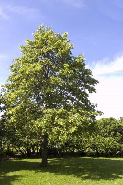 Tilia Cordata, Japanese Red Maple, Beauty Salon Posters, Linden Tree, Elves And Fairies, Fast Growing Trees, Weeping Willow, Shade Trees, Goddess Of Love