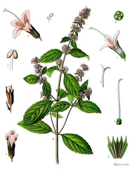 Everyone should be growing mint! Spearmint, Mentha spicata http://www.hear.org/starr/images/images/plants/full/starr-080607-7278.jp... Png Plants, Peppermint Herb, Kombucha Bottles, Expect Miracles, Herbs Illustration, Growing Mint, Herb Art, Mint Flowers, Mint Plants