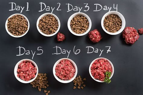 Dog Raw Diet, Raw Feeding For Dogs, Raw Dog Food Diet, Raw Pet Food, Raw Dog Food, Food Dog, Natural Dog Food, Raw Diet, Raw Dog Food Recipes