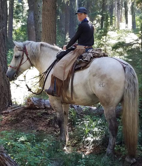 Percheron Quarter Horse Cross, Draft Cross Horse, Manifestations Board, Horses Aesthetic, Horse Age, Percheron Horses, Ranch Riding, Reining Horses, Draft Horse