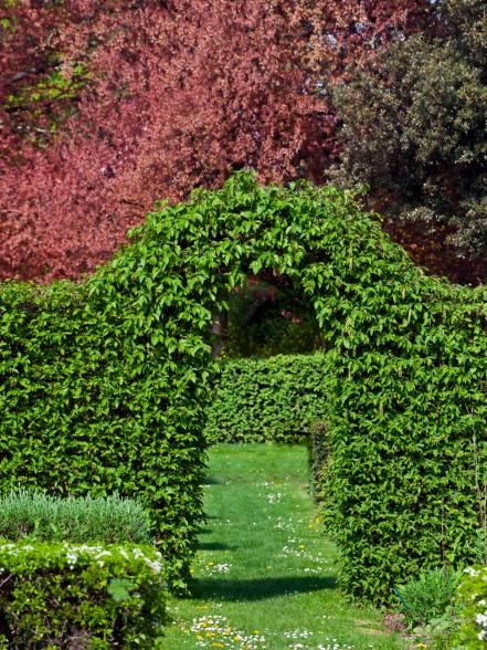 Beech Hedge, Privacy Plants, Hgtv Garden, Privacy Landscaping, Garden Privacy, Arch Design, Garden Trellis, Perfect Garden, Garden Structures