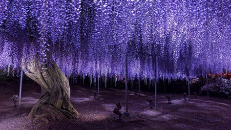 Wisteria Tree, Flower Landscape, Beautiful Nature Wallpaper, Purple Aesthetic, Beautiful Tree, Fantasy Landscape, Wisteria, Nature Wallpaper, Nature Pictures