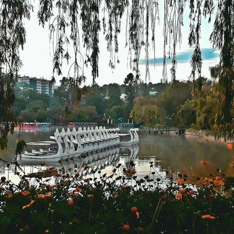 Burnham Park Baguio City  ...a sight to behold... reward for that 🕟 morning 🏃 Baguio City Burnham Park, Burnham Park Baguio Aesthetic, Baguio City Photography Landscape, Baguio City Photography, Burnham Park Baguio, Burnham Park, Baguio City, Baguio, Dream Travel Destinations