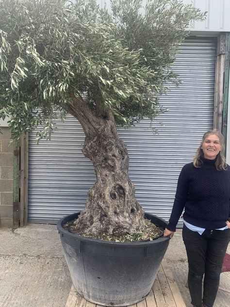 Container Trees, Arbequina Olive Tree, Lamar University, Oil Barrel, Small Container, Community Garden, Backyard Diy, Living Art, Olive Trees