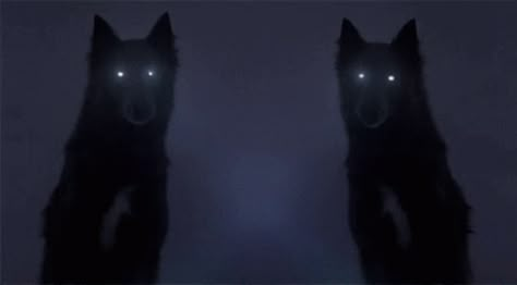 Wolf Eyes GIF - Wolf Eyes Creepy - Discover & Share GIFs Wolf Discord Banner, Wolf Gif Aesthetic, Black Wolf Gif, Twitter Header Gif, Wolf Fangs, Cat Pupils, Eyes Creepy, Wolf With Blue Eyes, Eyes Gif