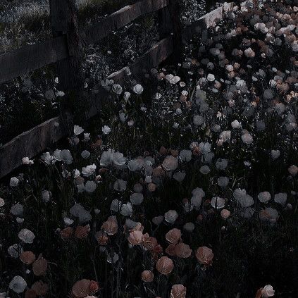 Dark Academia Flowers, Sara Aesthetic, Photos To Edit, Dark Academia Room, Background Layout, Gothic Photography, The Pilgrim's Progress, Flower Language, Lost Forever