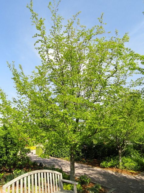 Colorado Trees Landscaping, Colorado Landscaping, United States Botanic Garden, Carpinus Betulus, Pollinator Plants, Colorado Landscape, Fast Growing Trees, Pollinator Garden, Rain Garden