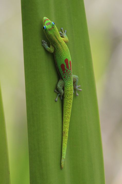 Gecko Tattoo, Jungle Tattoo, Reptile Terrarium, Cute Snake, Reptiles Pet, Bugs And Insects, Reptiles And Amphibians, Gecko, Animals Of The World