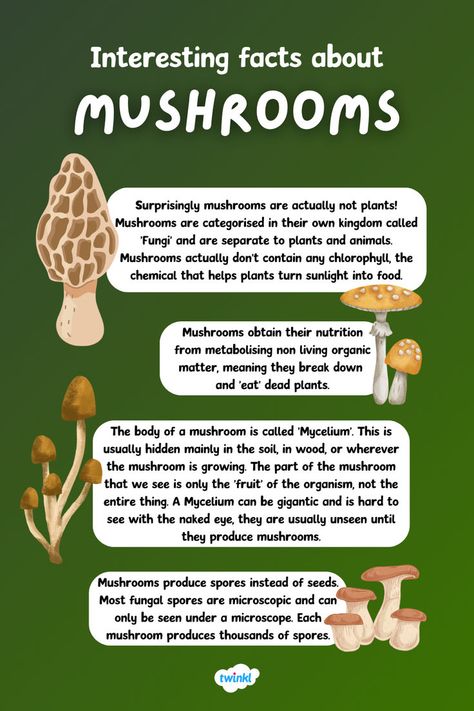 Image shows 4 interesting facts about mushrooms Uk Mushrooms, Fungi Facts, Mushroom Facts, Holiday Club, Home Grown Vegetables, Forest School, Organic Living, Organic Matter, Free Learning