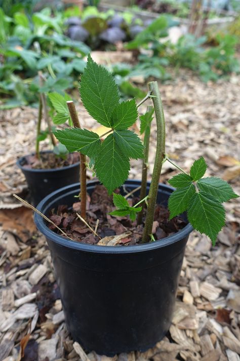 Propagating blackberries with tip layering – Sara's Kitchen Garden Propagating Blackberry Plants, Blackberry Propagation, Propagate Blackberries, Pruning Blackberries, How To Grow Blackberries, Grow Blackberries, Blackberry Trellis, Blackberry Plant, Plant Business