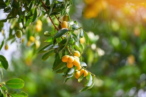 Marian plum fruit in marian plum tree in the garden tropical fruit orchard, Name in Thailand Sweet Yellow Marian Plum Maprang royalty free stock pho Muckle Plum Tree, American Plum Tree, Plum Orchard, Krauter Vesuvius Flowering Plum, Flowering Plum Tree, Plum Fruit, Plum Tree, Christmas Graphics, Tropical Fruit