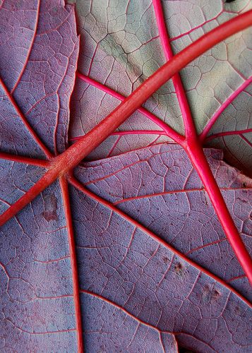 I just love when they turn this color!  Not sure which tree it comes from , i will have to look it up... Stylist Drawing, Foto Macro, Natural Structures, Texture Inspiration, Nordic Interior, Abstract Nature, Abstract Photography, Natural Forms, Patterns In Nature