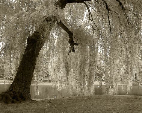 Only the most beautiful tree! The Weeping Willow! Willow Trees Garden, Willow Tree Art, Manchester Cathedral, Weeping Willow Tree, Willow Trees, Weeping Willow, Beautiful Trees, Tree Photography, Tree Illustration