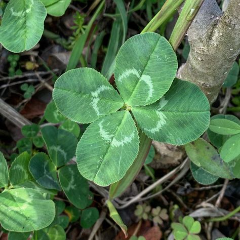 4 Leaves, Eco Printing, Four Leaf, Leaf Clover, Four Leaf Clover, Clover Leaf, Botany, Plant Leaves, Iphone