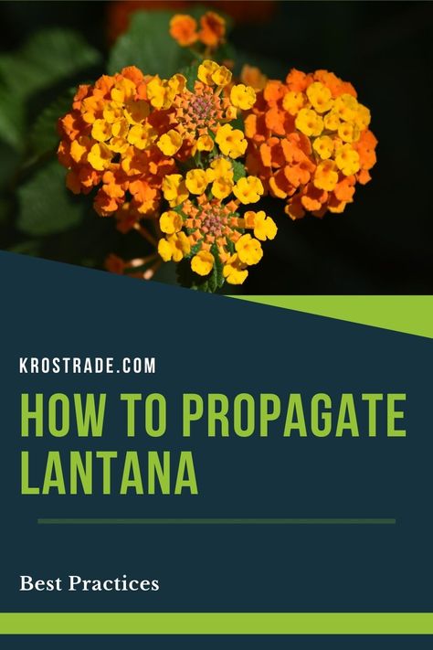 Learning how to propagate lantana and grow them successfully in your garden or hobby greenhouse isn’t as difficult as you thought it would be Lantana Propagation, How To Propagate Lantana, Propagating Lantana, Propagate Lantana, Lantana Plant, Hobby Greenhouse, Deer Resistant Plants, Propagating Plants, Best Practice